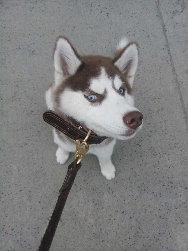 有一个小狼狗的男朋友是什么感觉