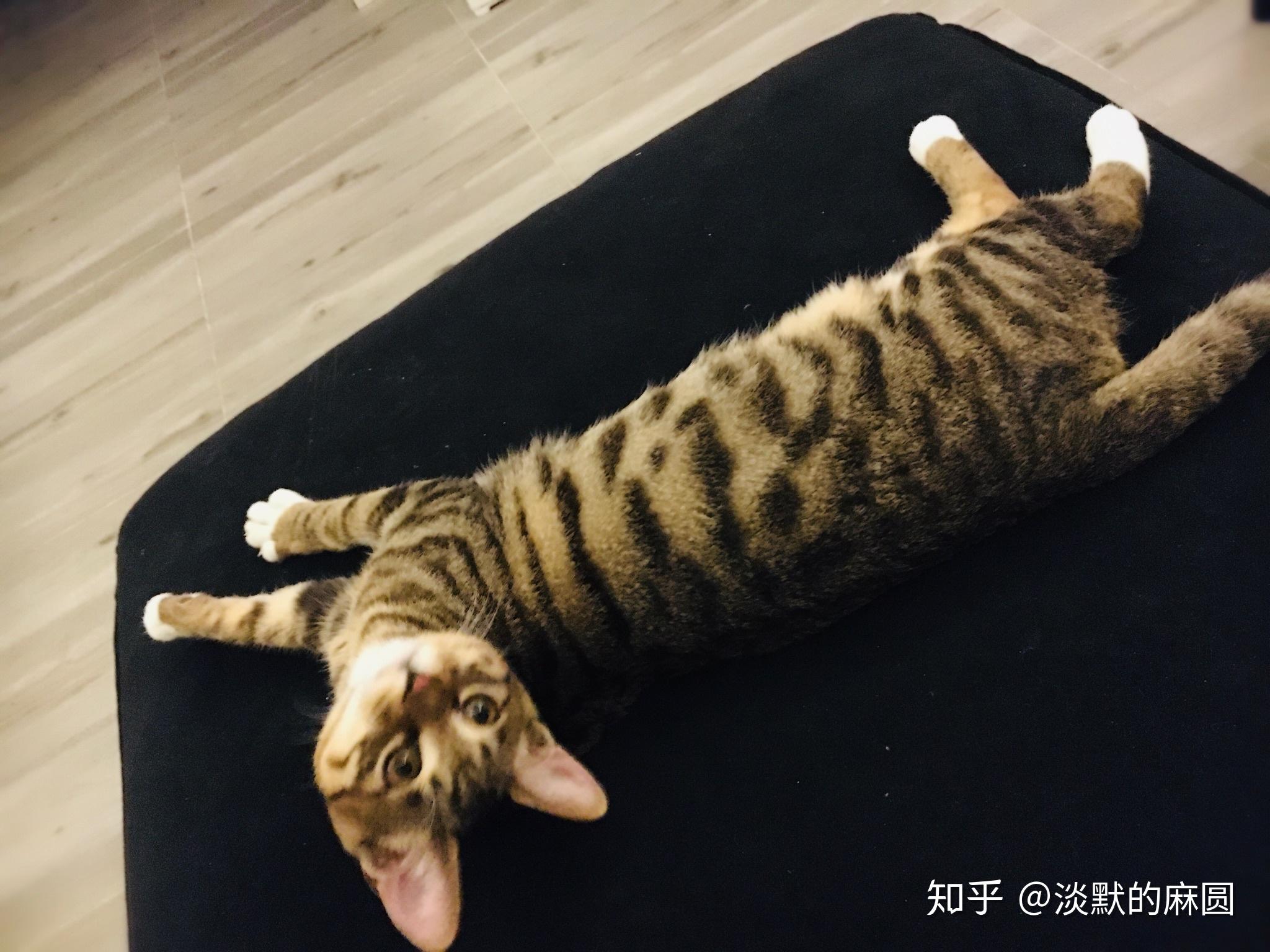 狸花猫黑色条纹太浅怎么办?