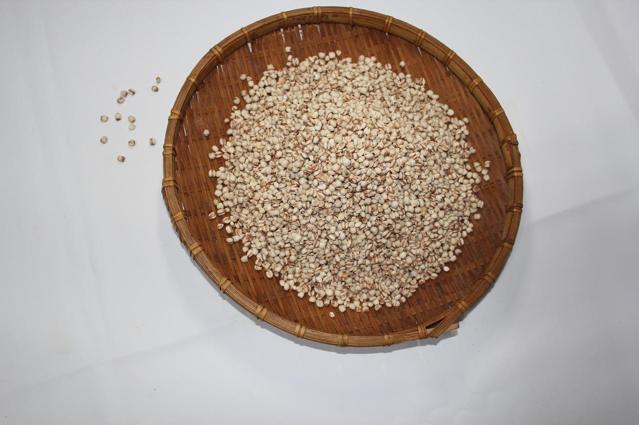 薏米怎么种植技术