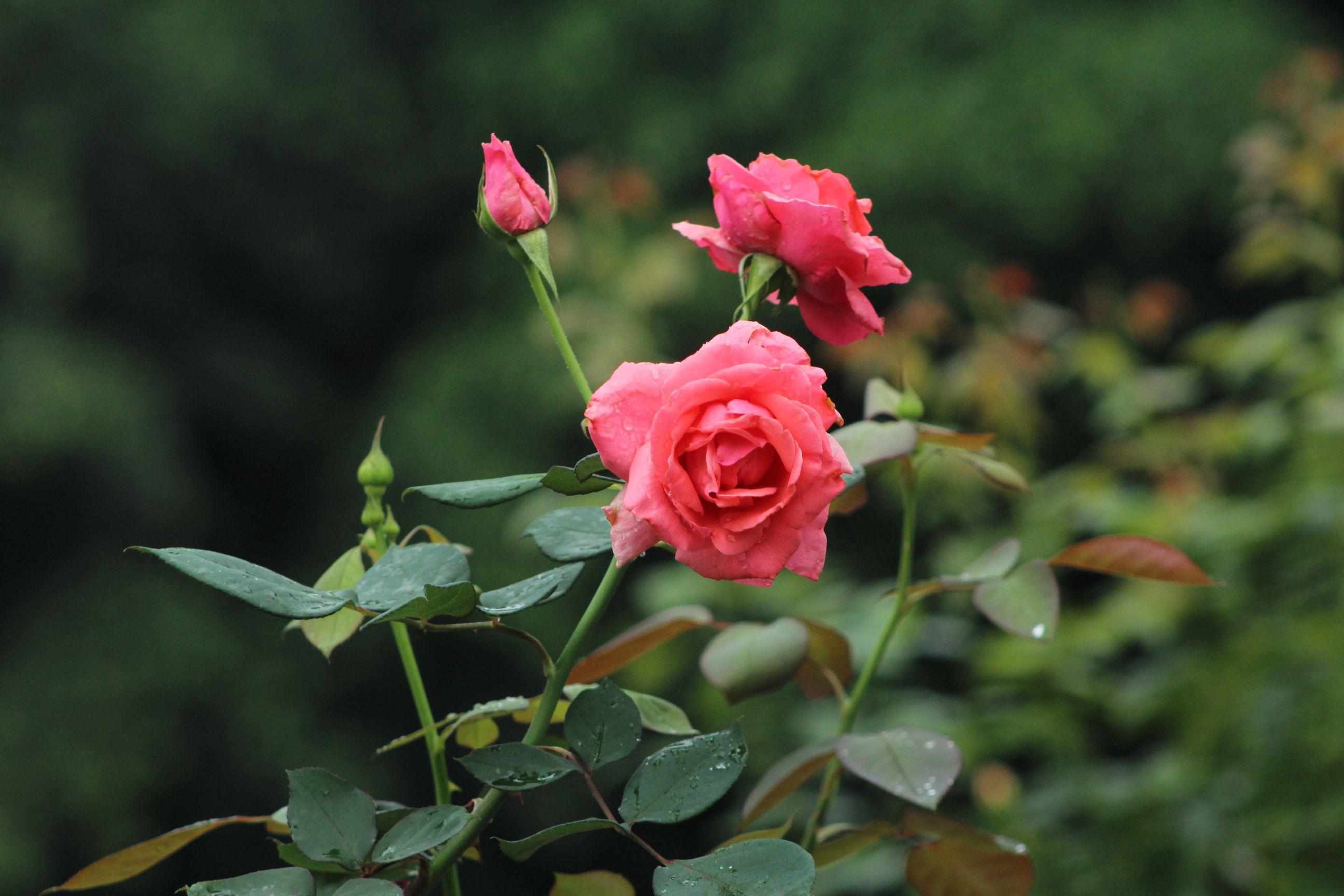 玫瑰花描写植物的样子图片