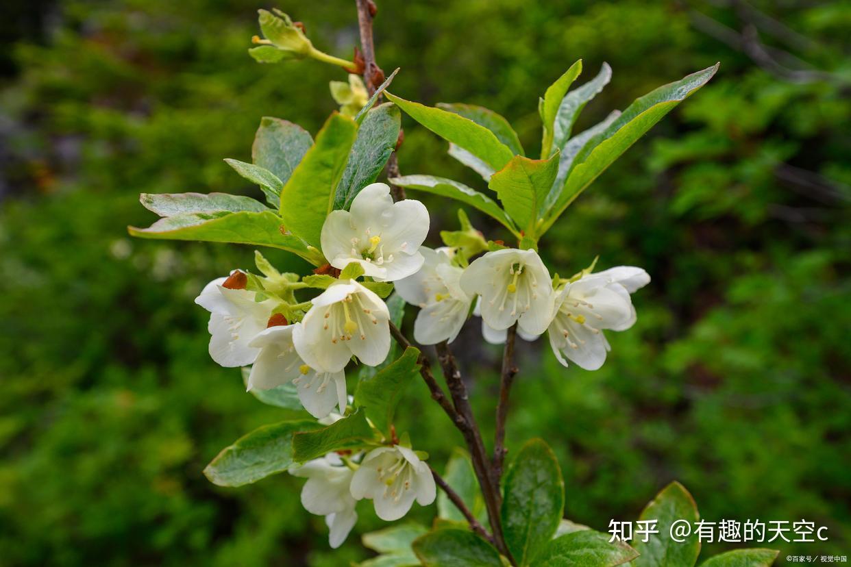 古代的高洁之花、君子之花——郁李 - 知乎