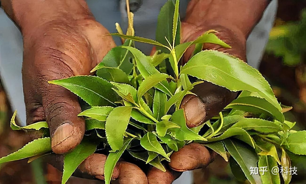 怎么看待恰特草被国家列入毒品? - 知乎