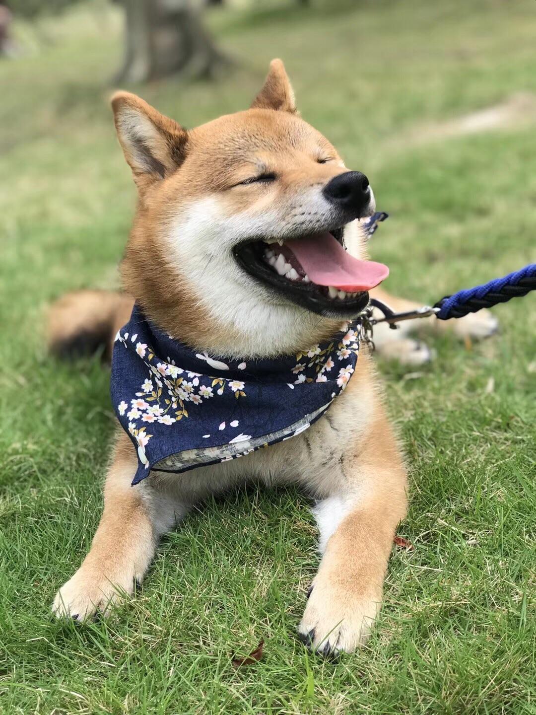 想养一只柴犬狗狗?有指点吗?