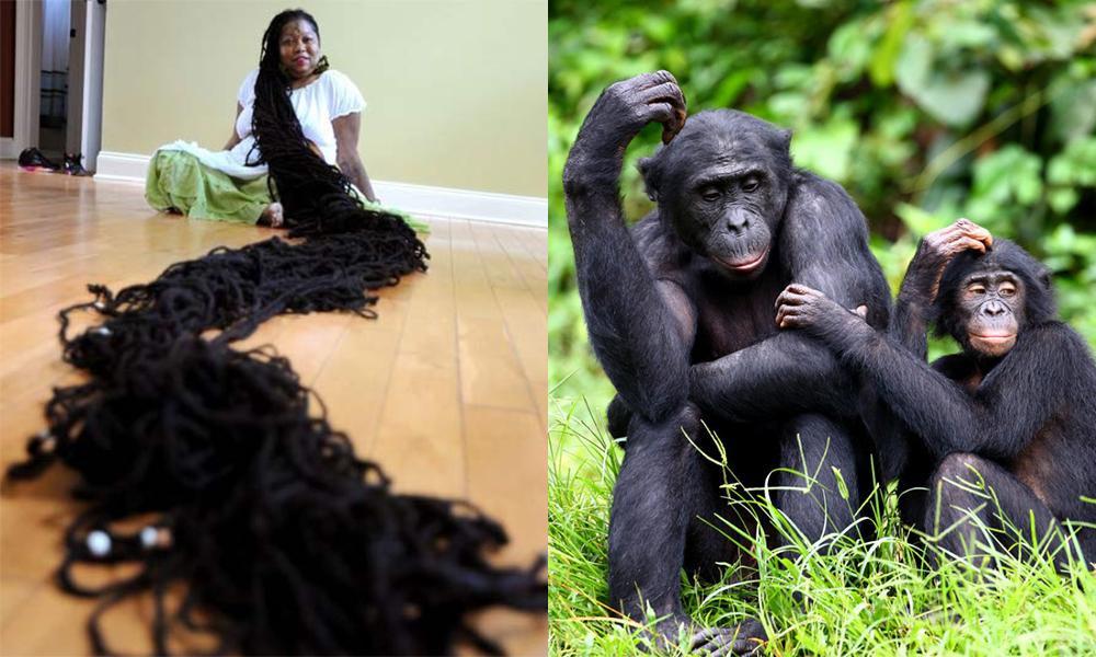 为什么人类的头发会一直长,而灵长类或其他动物却不会. - 知乎