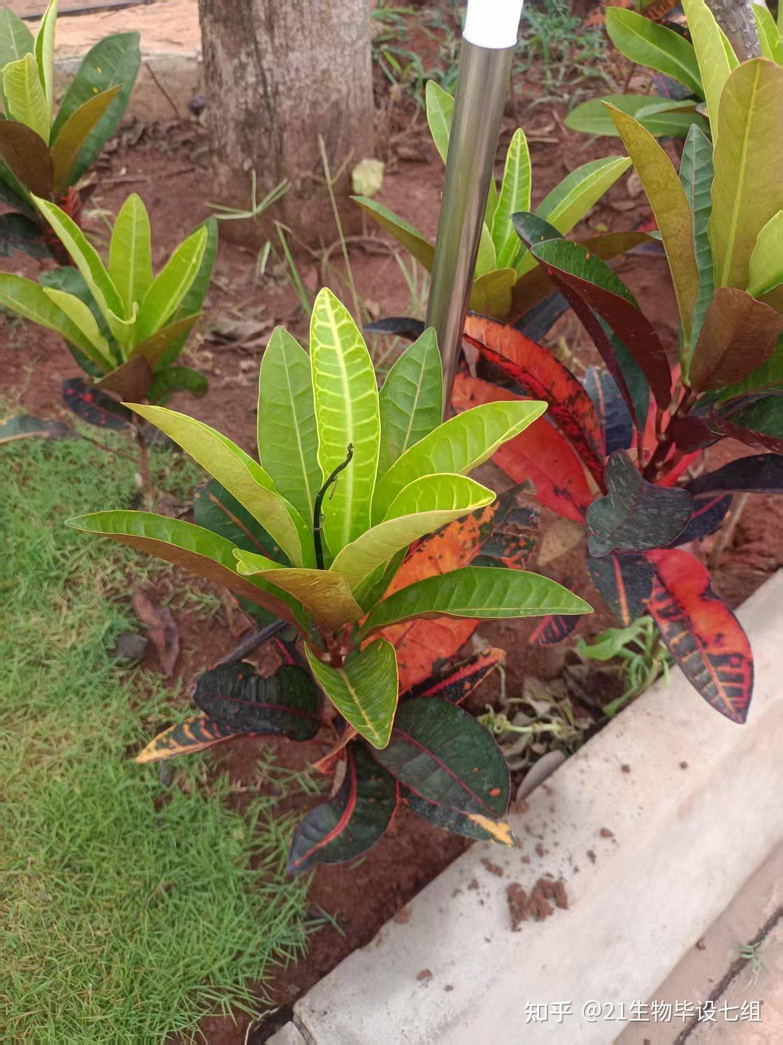 变叶木（Codiaeum variegatum (L.) Blume） - 知乎
