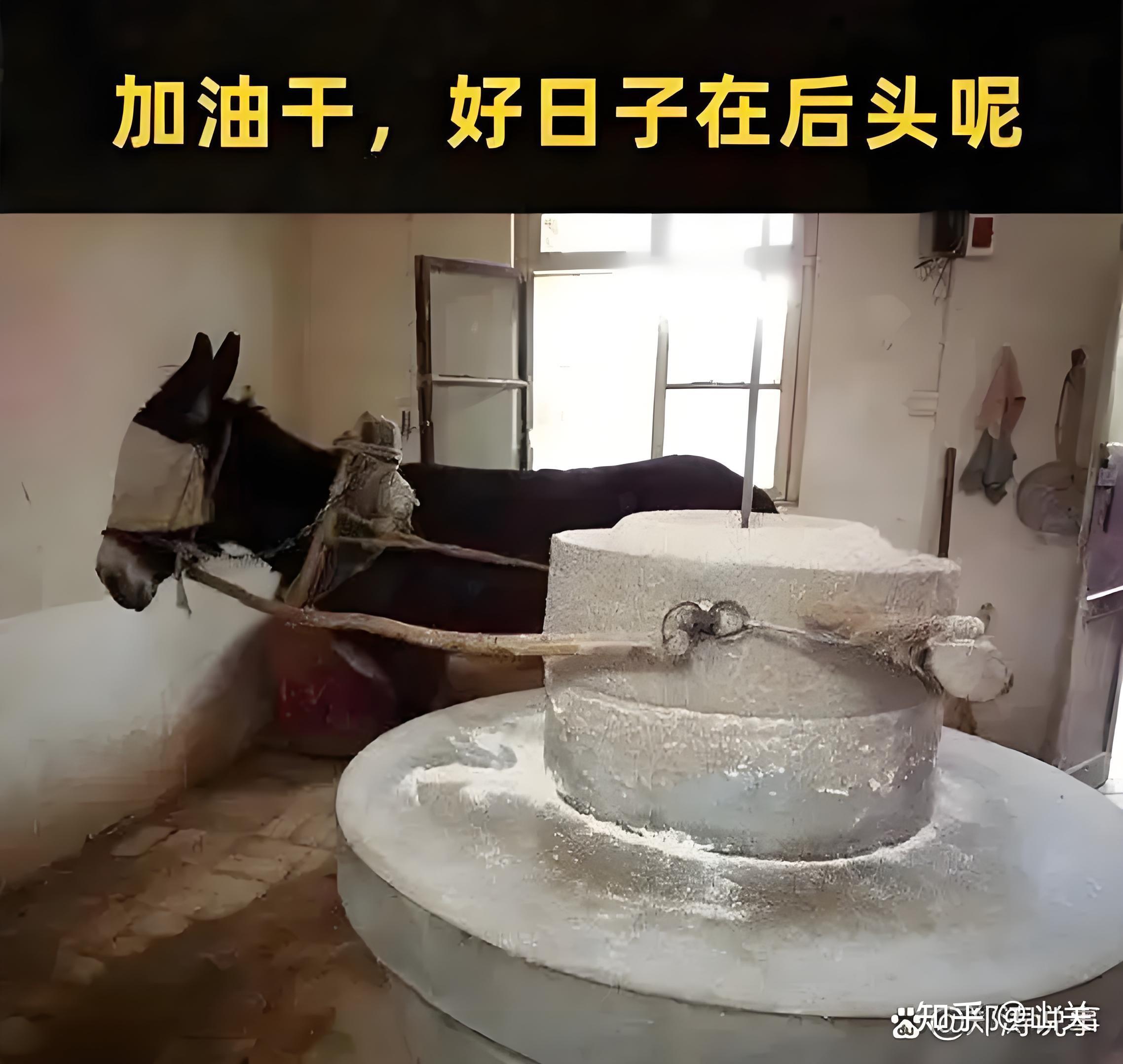 为什么拉磨的驴要把眼睛蒙上? - 知乎