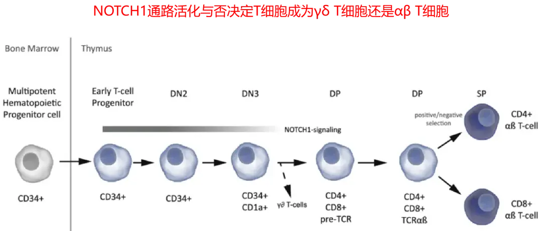 T 细胞大观:T 细胞亚群! - 知乎