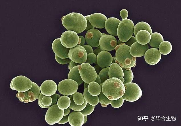 菌群、菌属、菌种、菌株，微生物学的“家族树”🧬 - 知乎