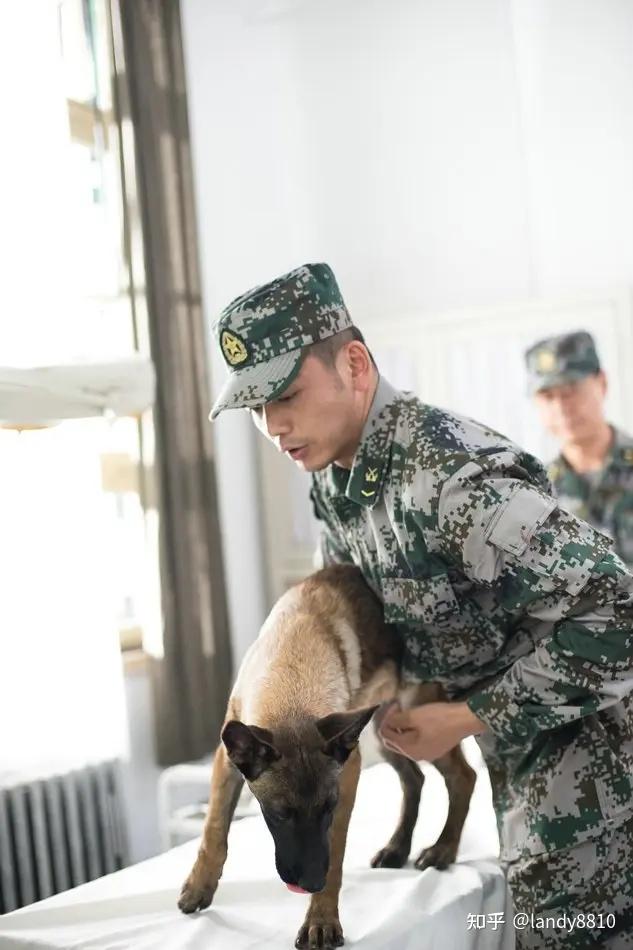 奇兵神犬冠军现状图片