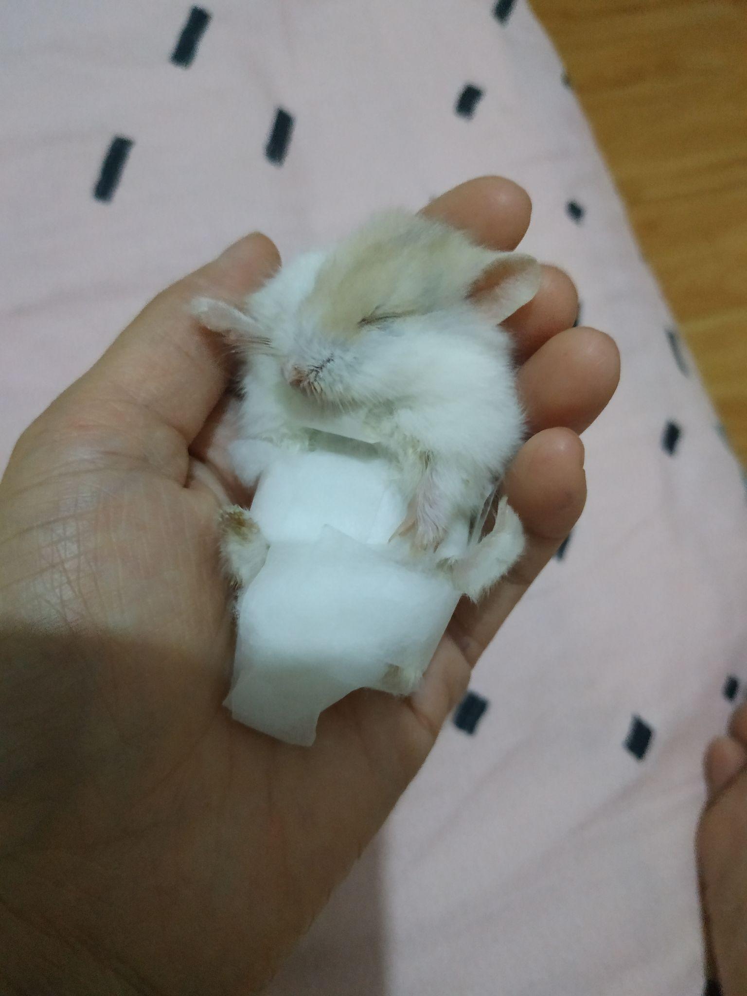 仓鼠死了尸体怎么处理比较好