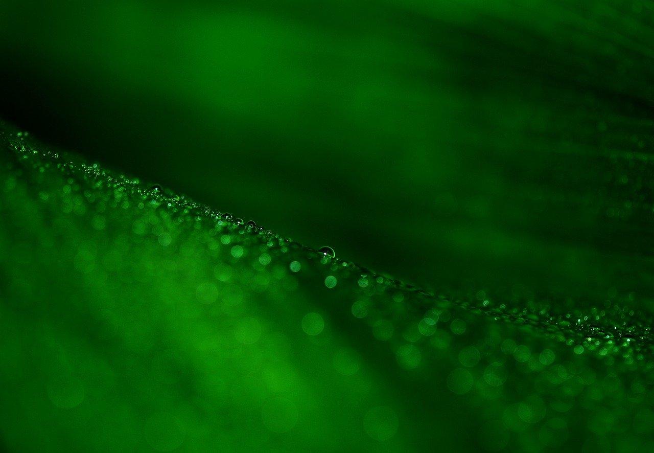 4. 水分管理技巧