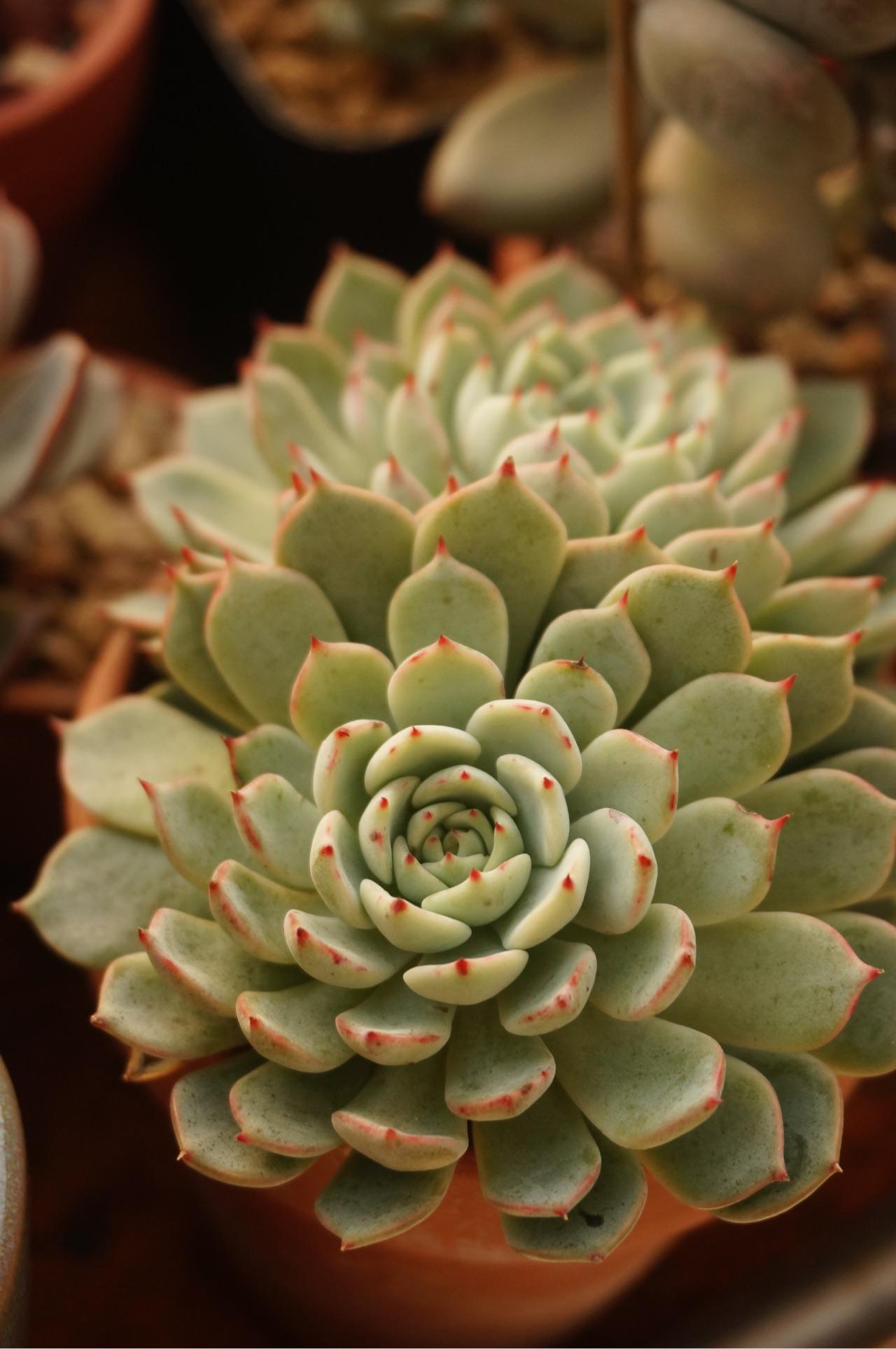 如何拍摄出高逼格好看的多肉植物照片