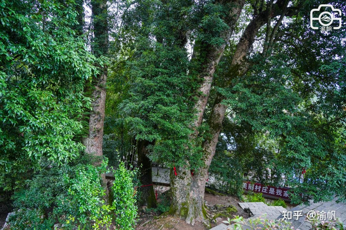 重庆发现世界最大的千年金丝楠木群，树王超1500年，你知道吗？ - 知乎