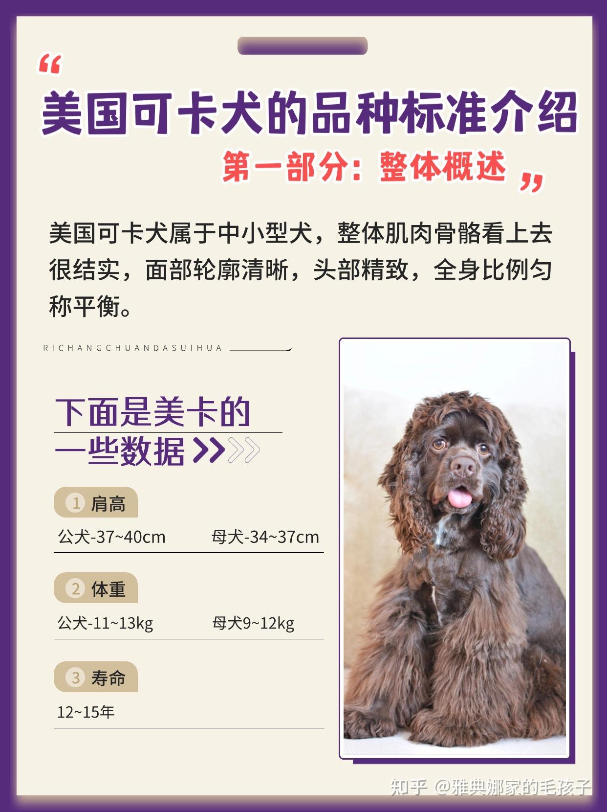 如何购买一只好品相的美卡犬