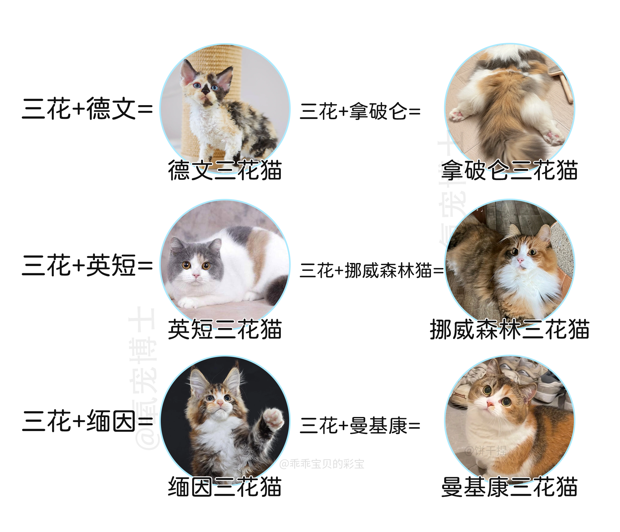 萌宠图鉴|遇到三花猫后,我又沦陷了! - 知乎