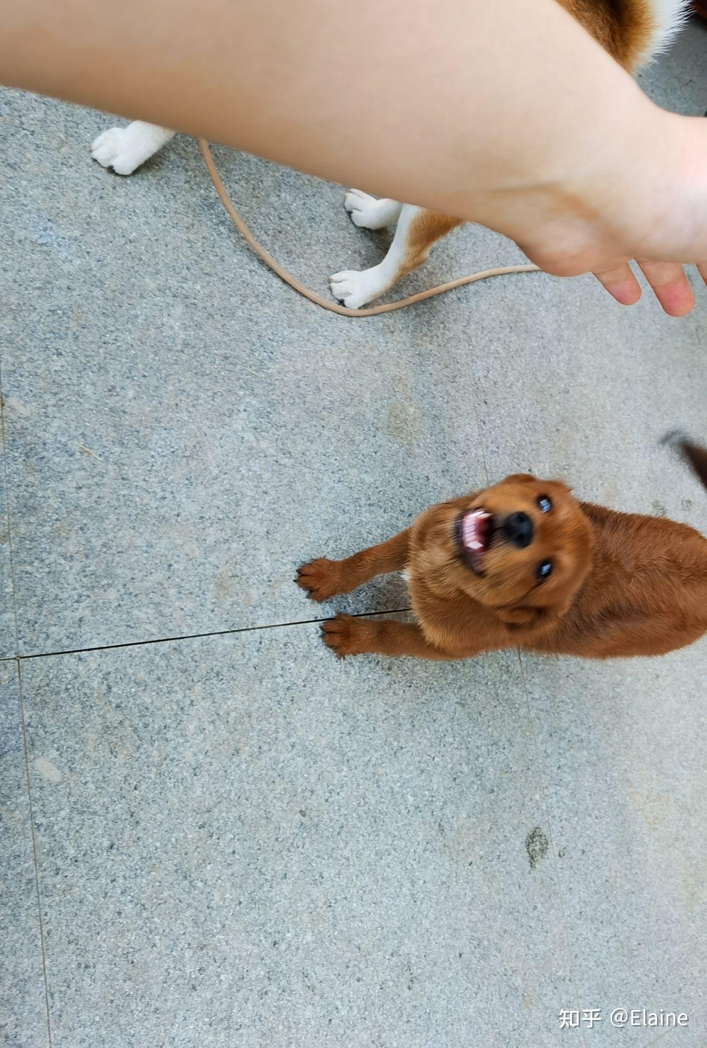柴犬和泰迪生出来的狗会是什么样子