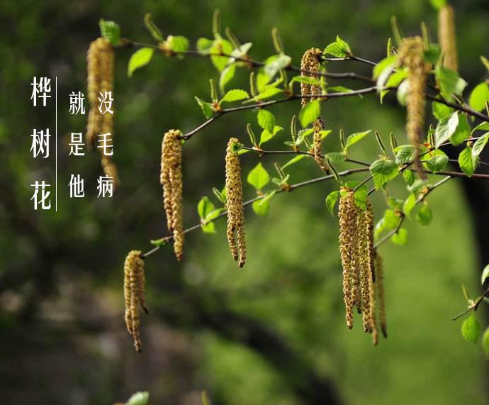红色预警,花粉、杨柳絮来袭——人类如何求生 - 知乎