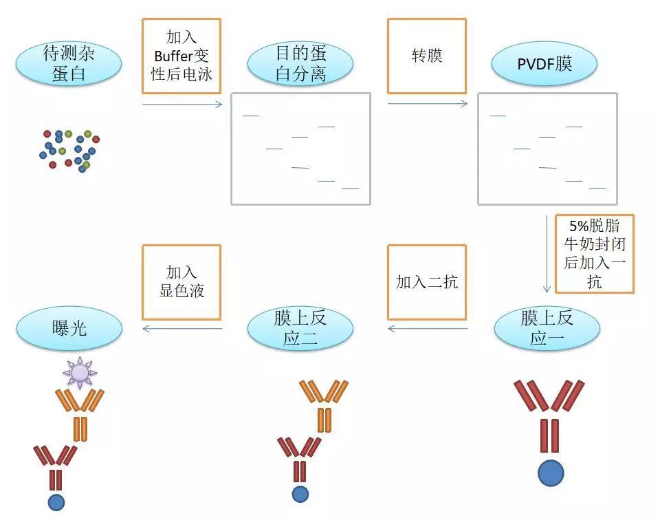 western blot流程图图片