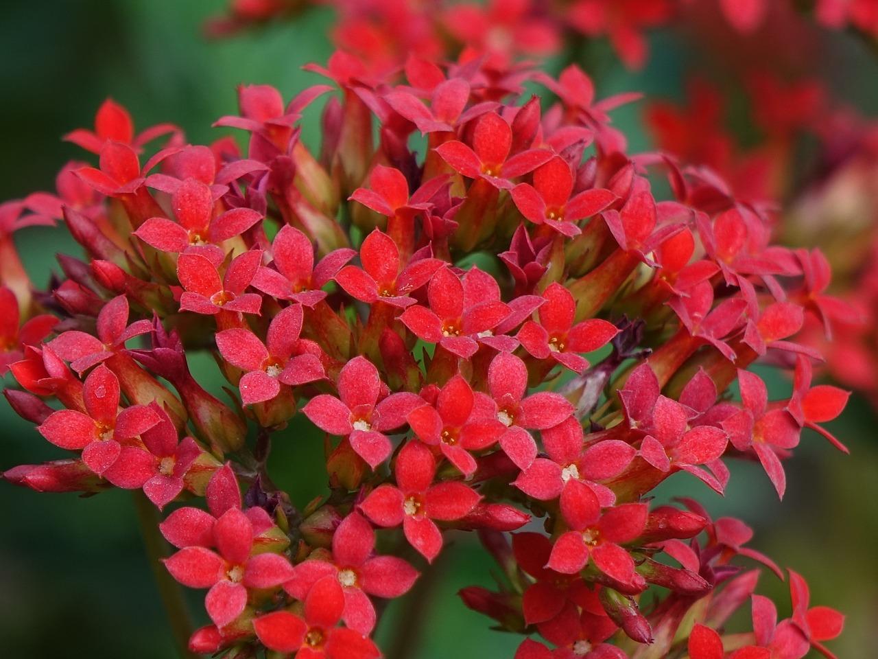 1. 蝴蝶兰寓意富贵