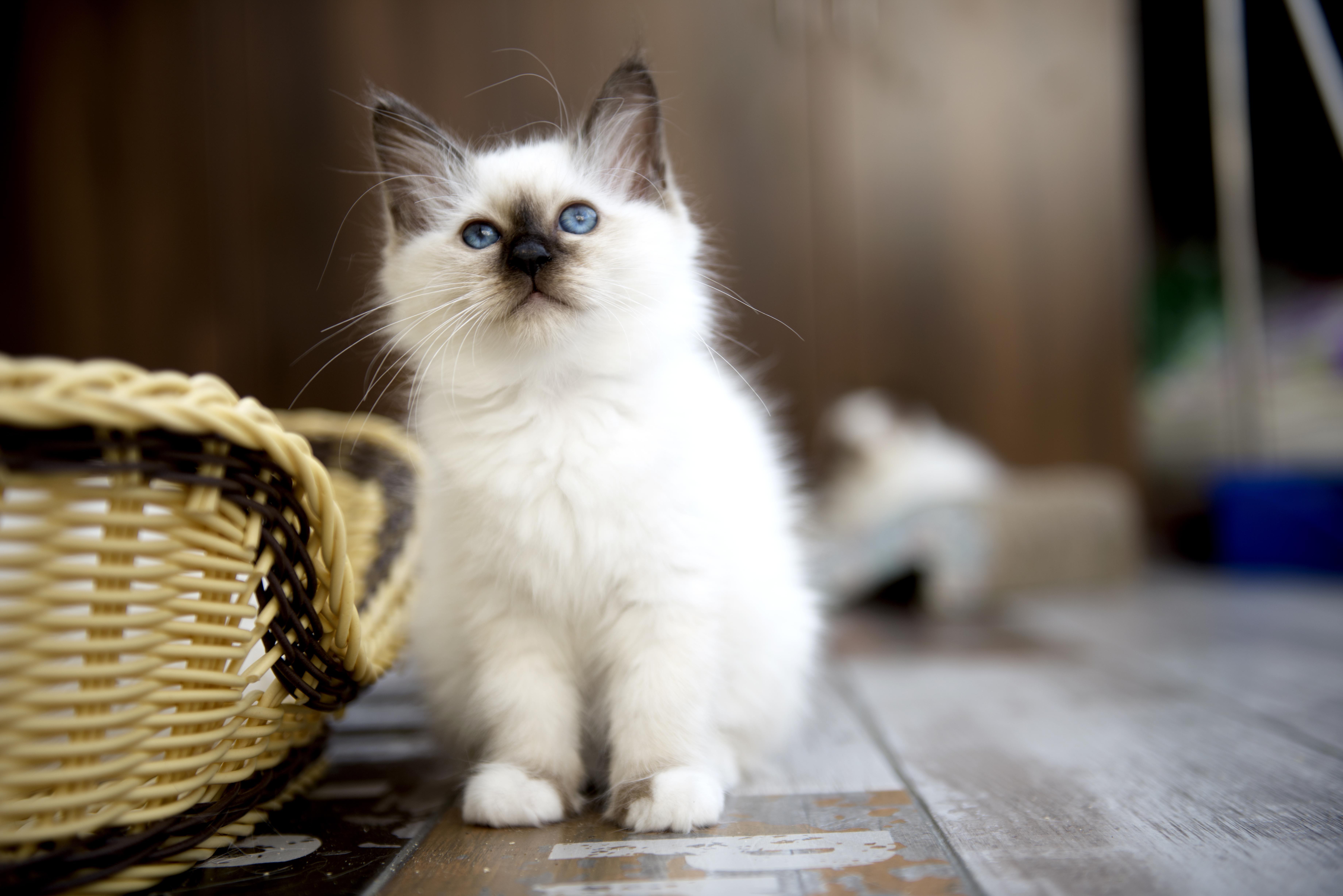 养伯曼猫是怎样一种体验? - 知乎