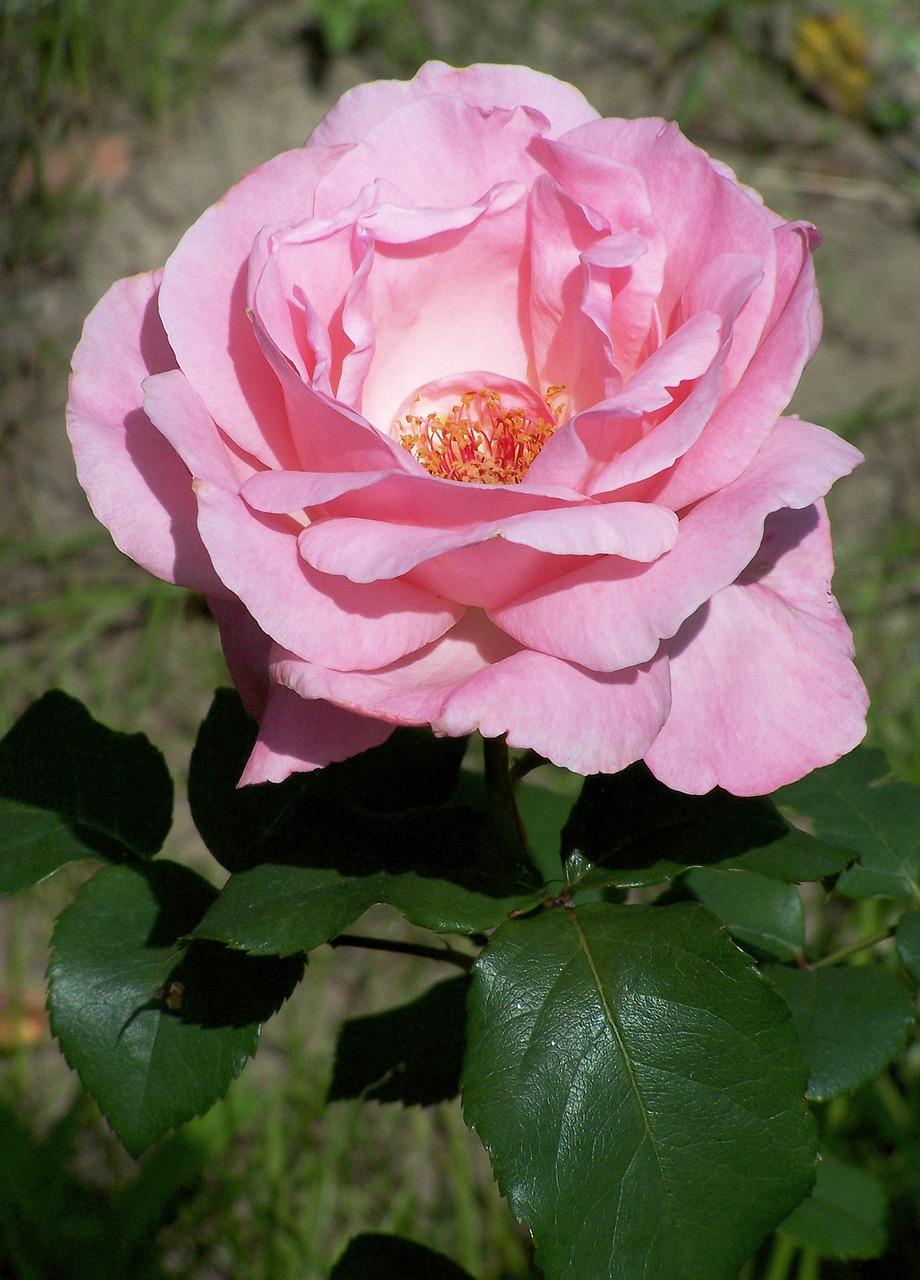 玫瑰花茶什么样子