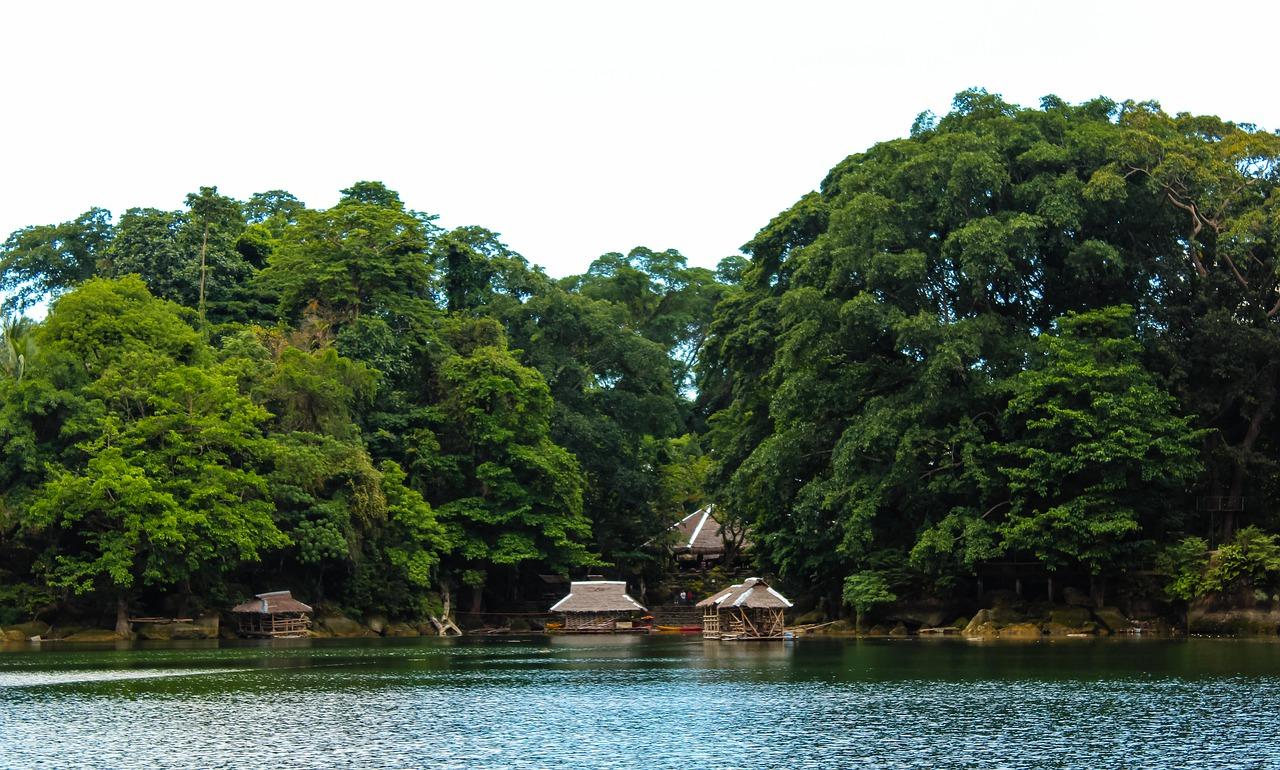 怎么样的大榕树