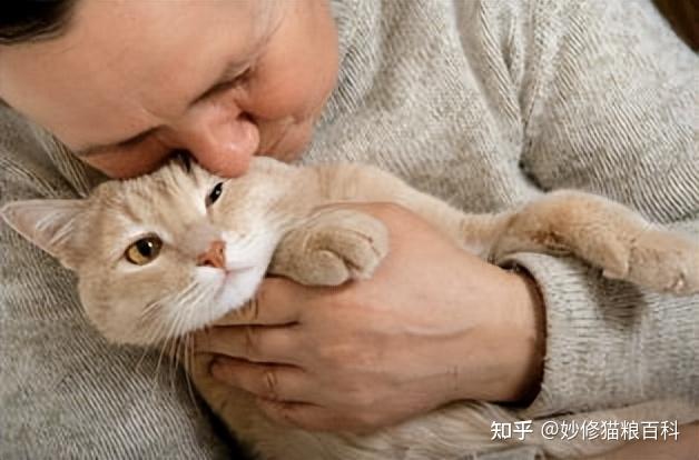 经研究发现:长期养猫的人,会有这7个“意想不到”的好处 - 知乎