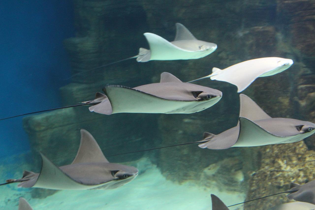 3. 海洋生物馆导览