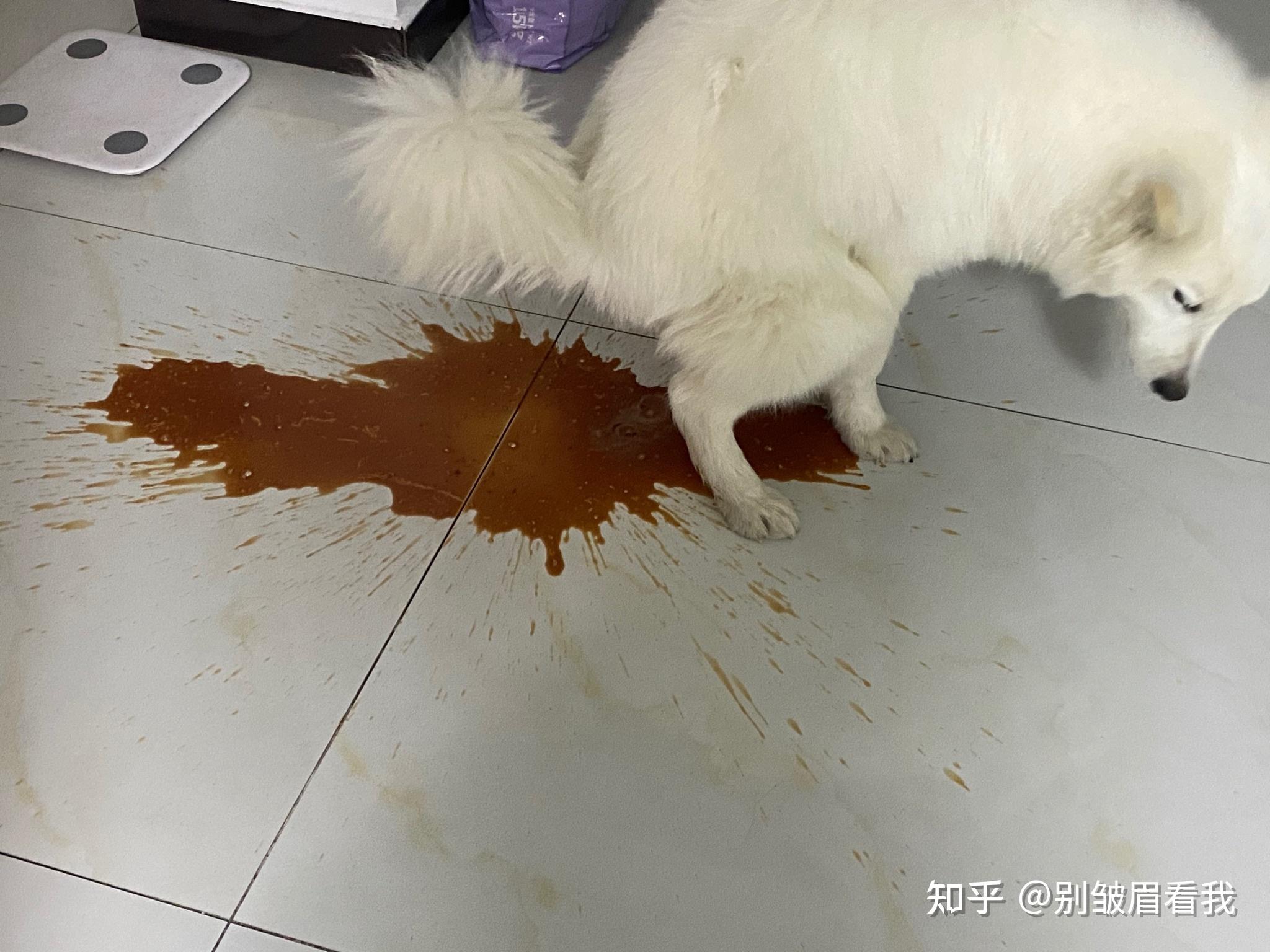 狗得细小第三天送去住院,还有希望吗? - 知乎