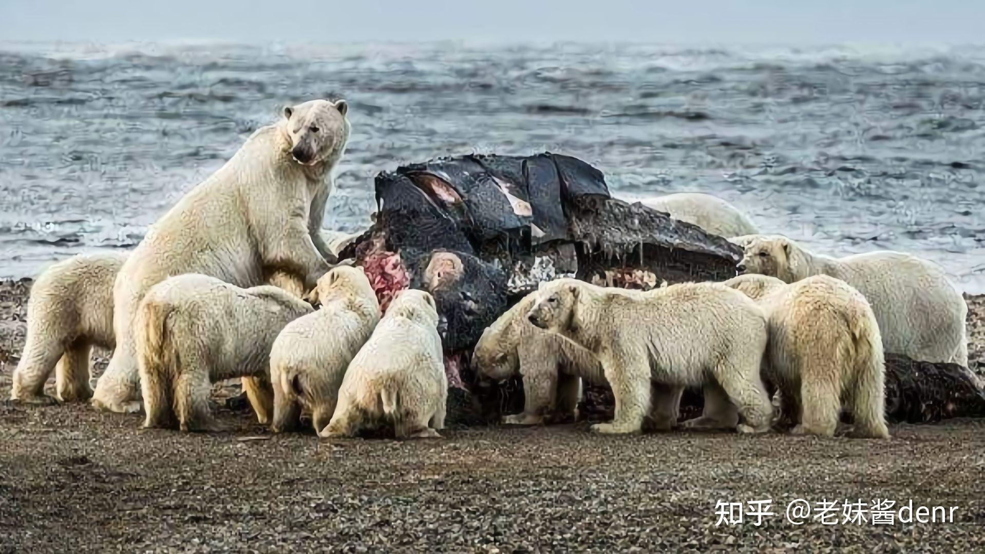 北极熊为什么不吃企鹅图片