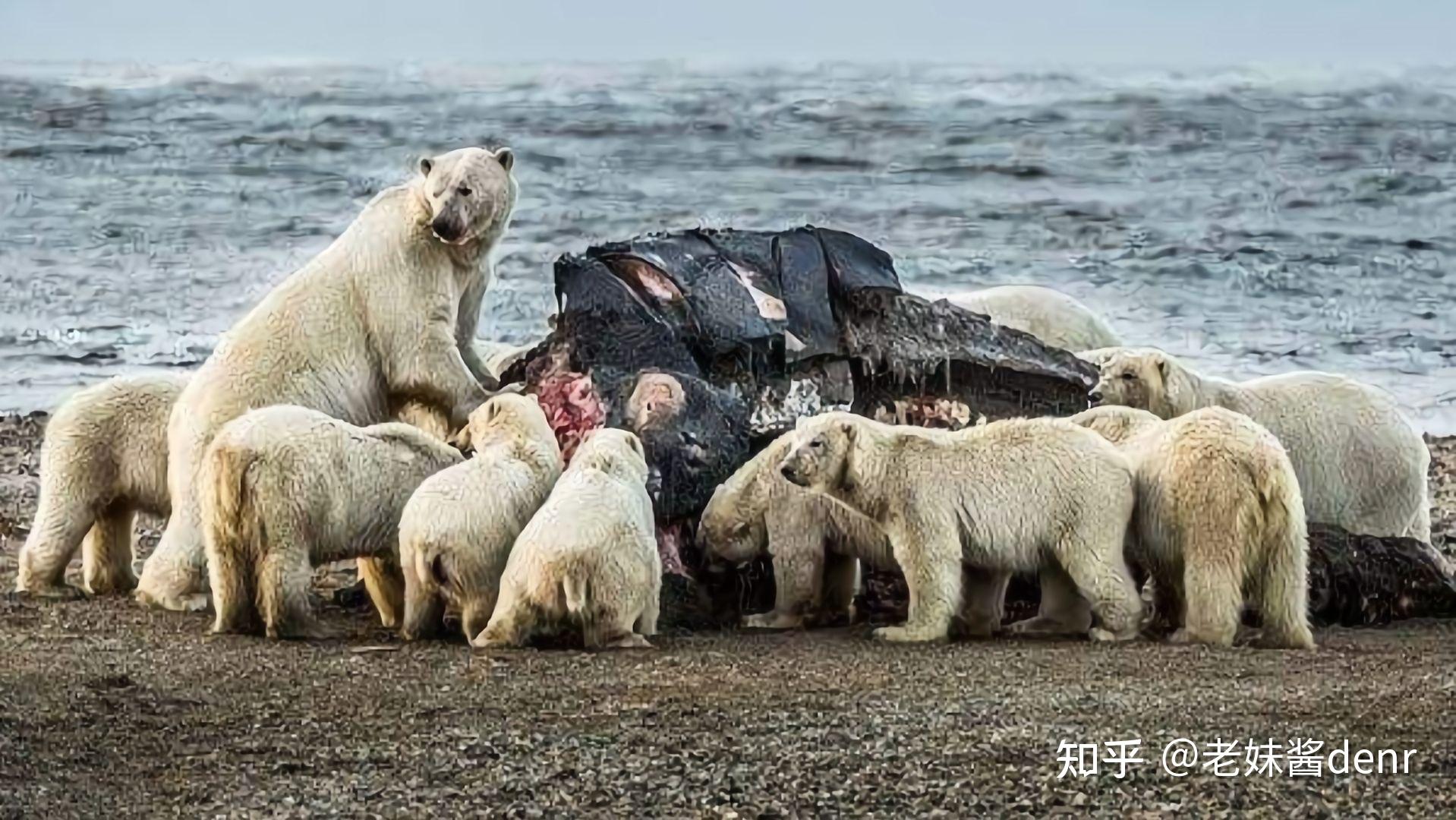 北极熊为什么不吃企鹅?