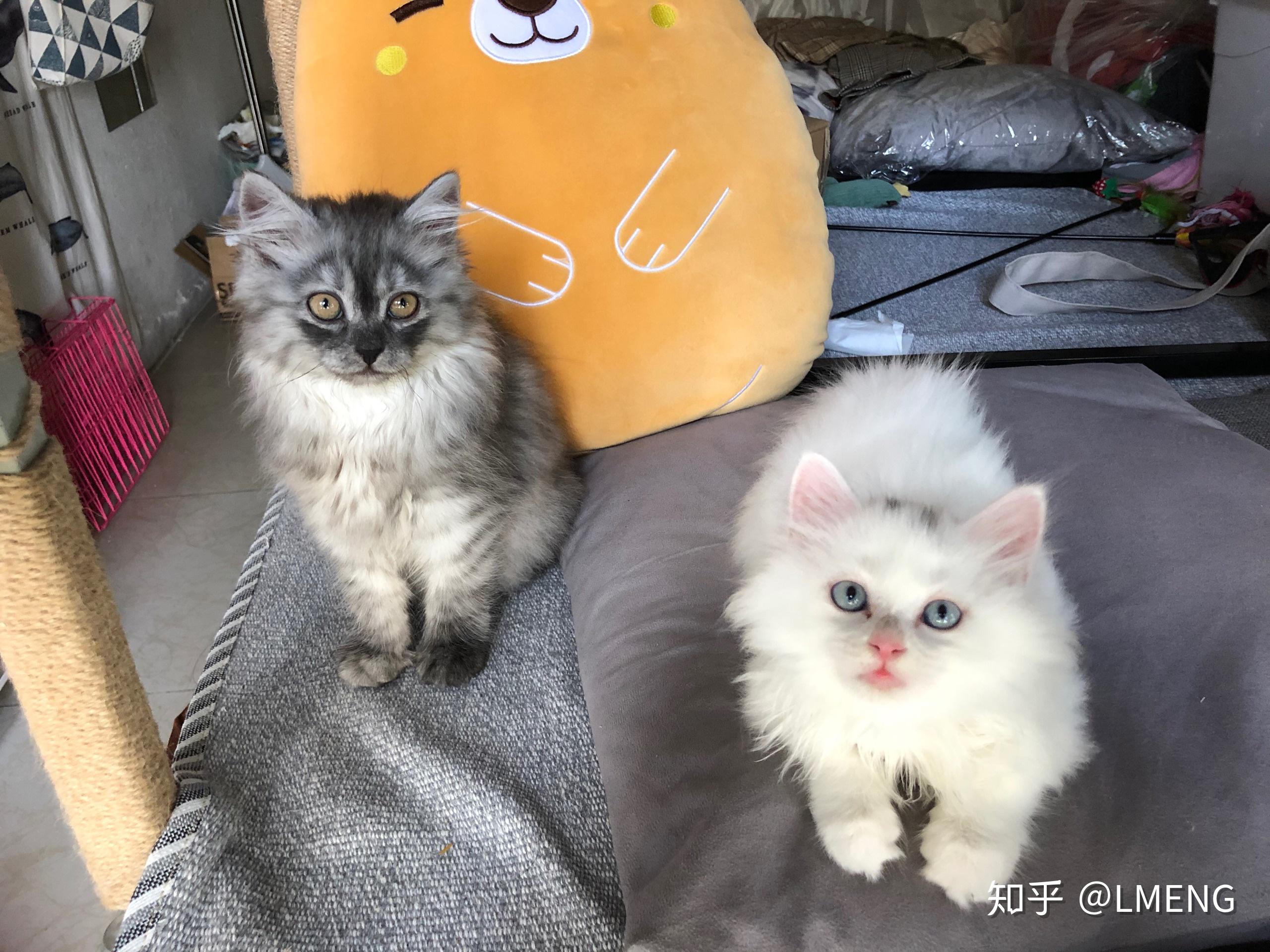 英短和土猫串串的宝宝长大了是什么样