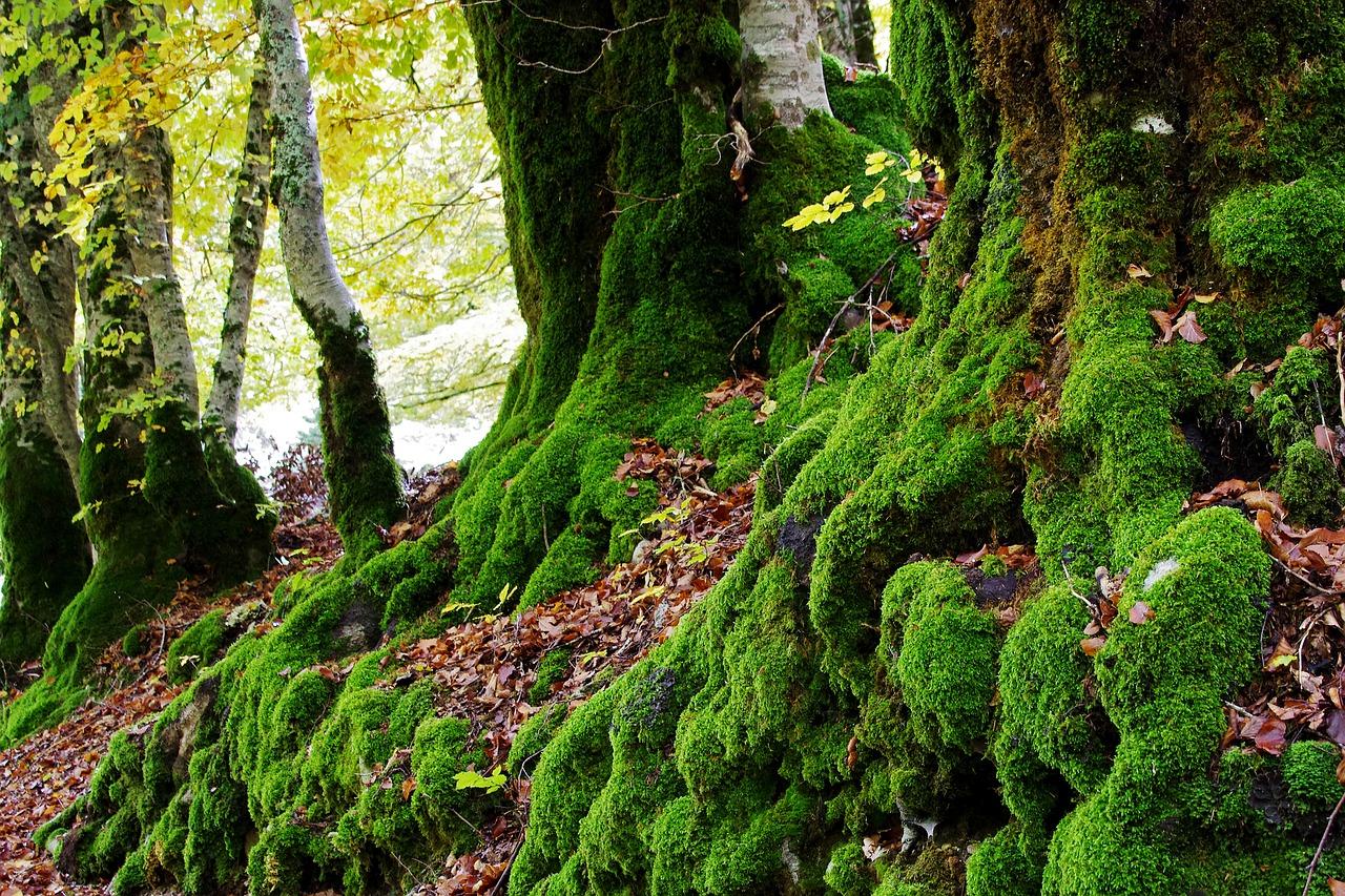 如何清洗大桶水青苔