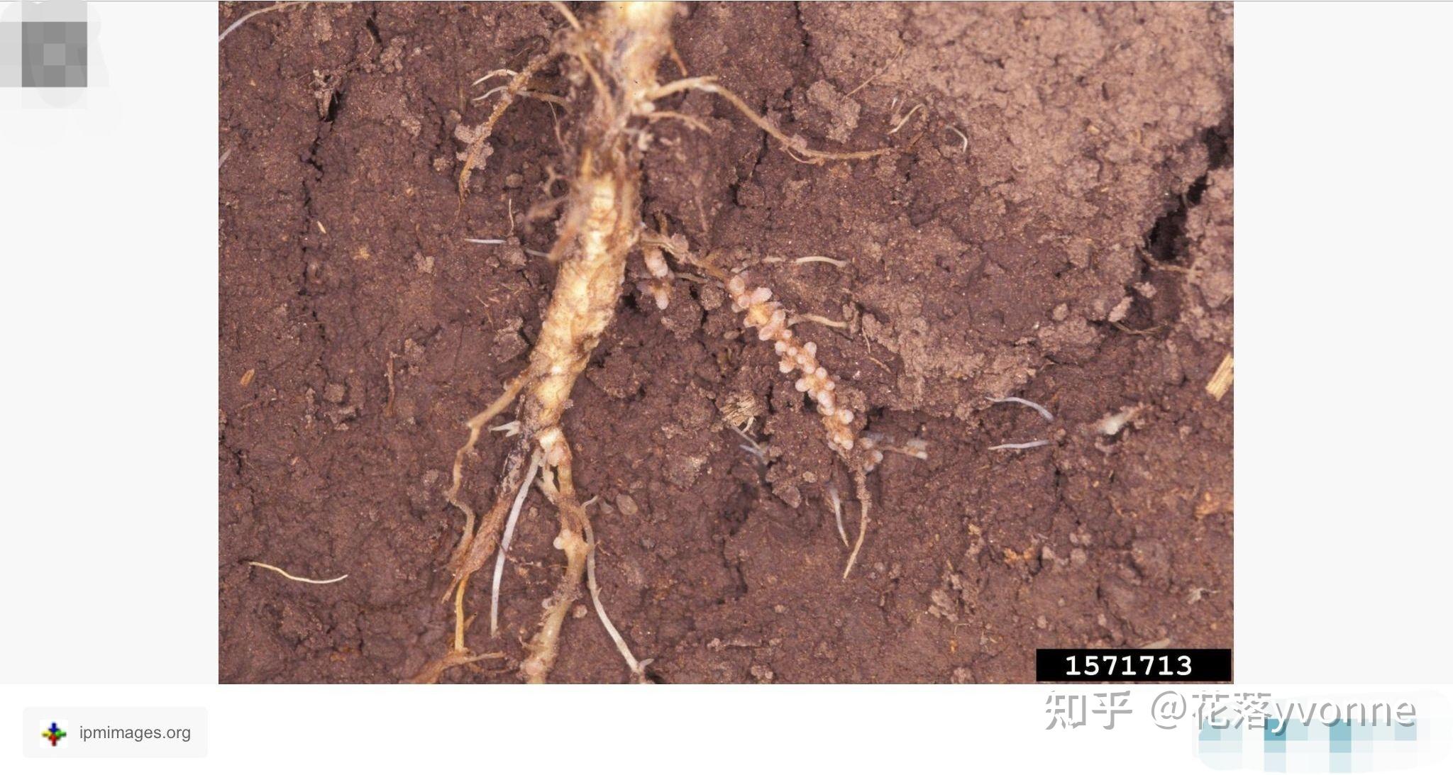 月季的根瘤菌和豆科的根瘤是一样的细菌吗? - 知乎