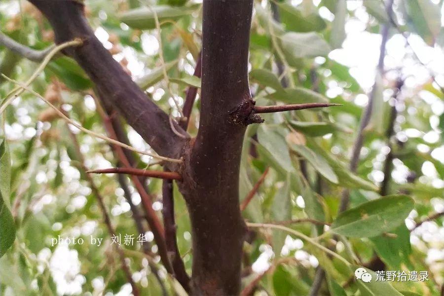 沙枣Elaeagnus angustifolia L. - 知乎