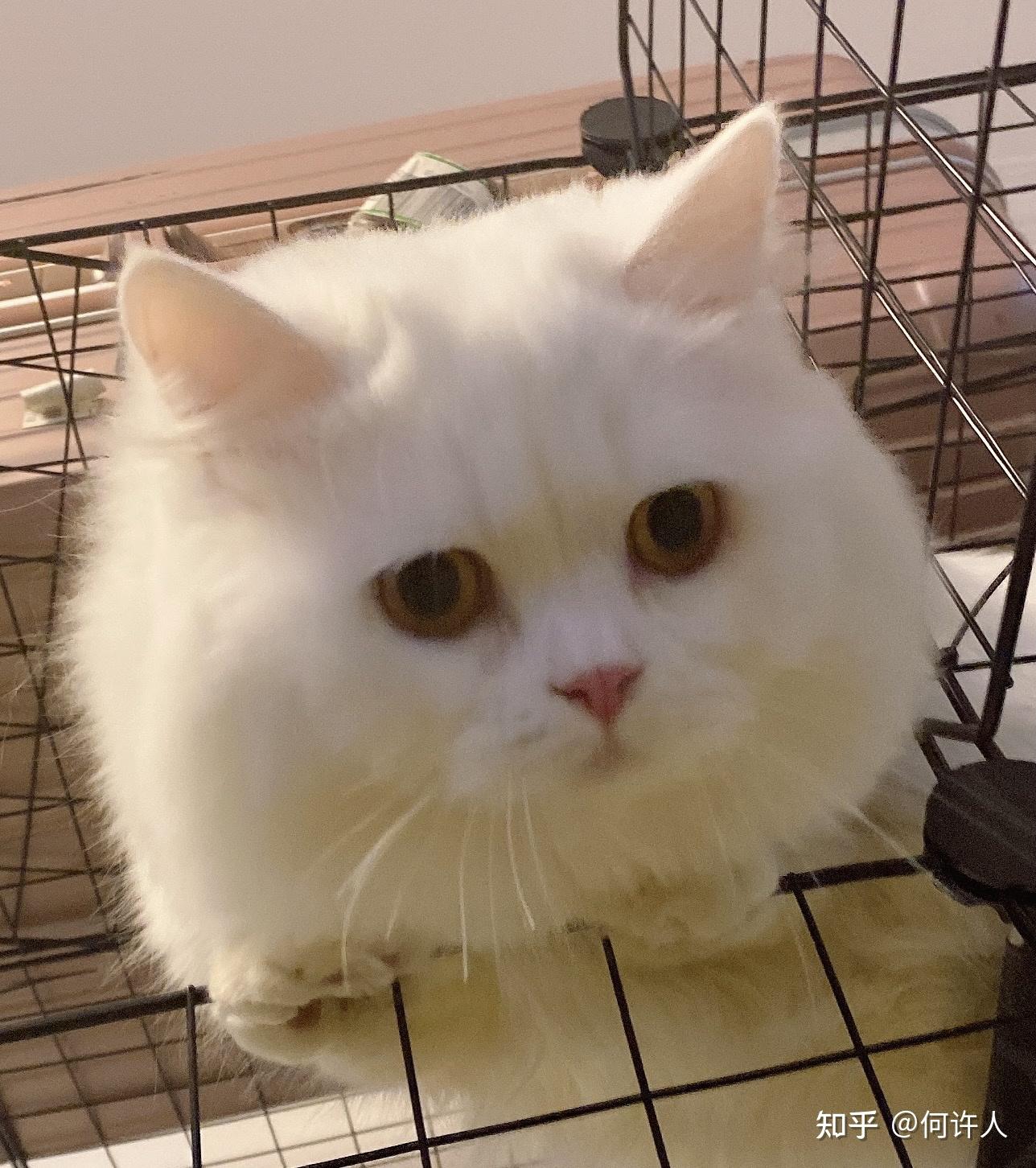 辽宁哪里有米努特猫舍