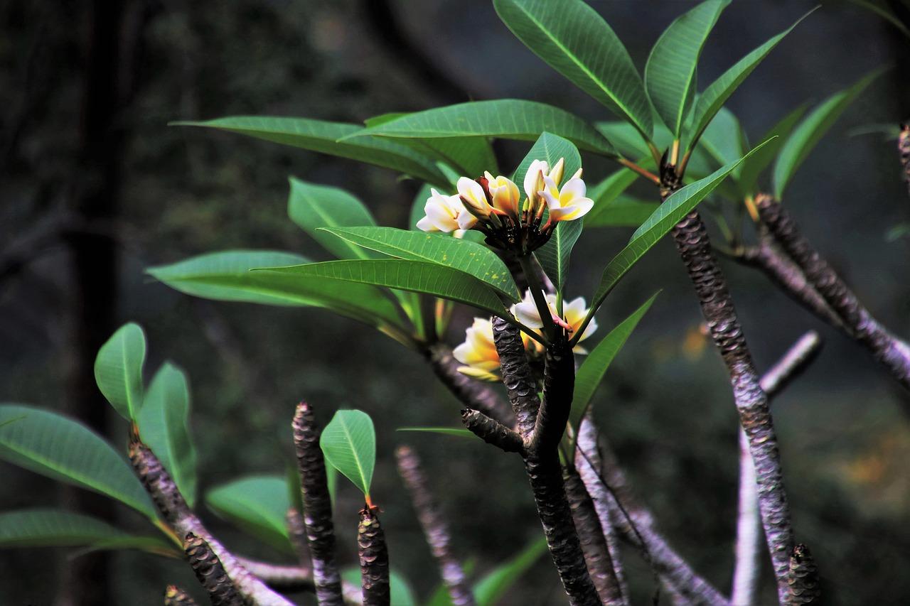 4. 轻盈蛋香弥漫