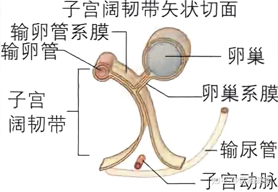 子宫的动脉血供及临床意义 - 知乎