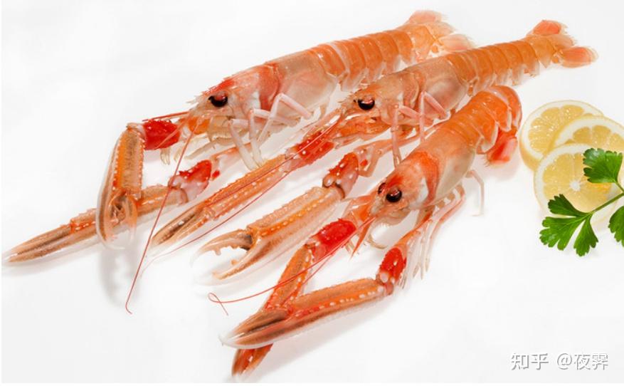 请问这虾叫什么