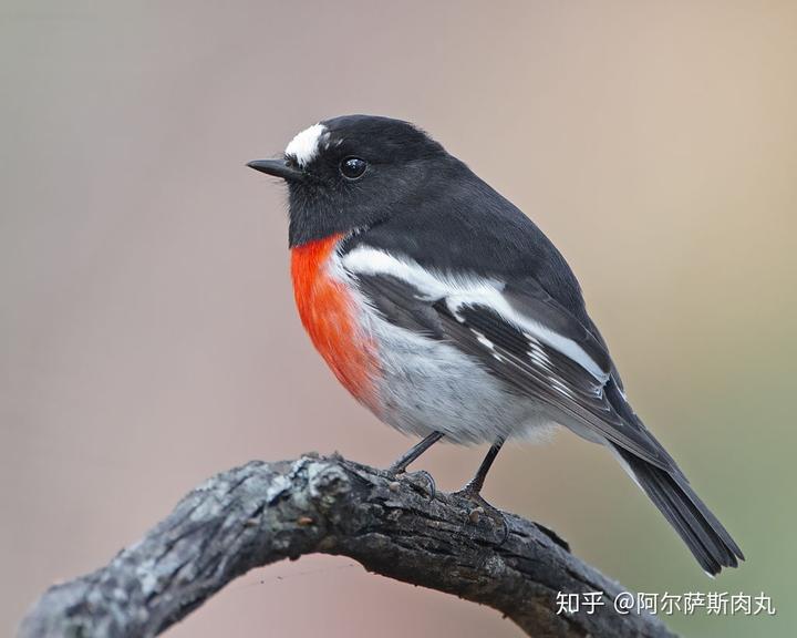 为什么大众仍然不接受鸟类源于恐龙？