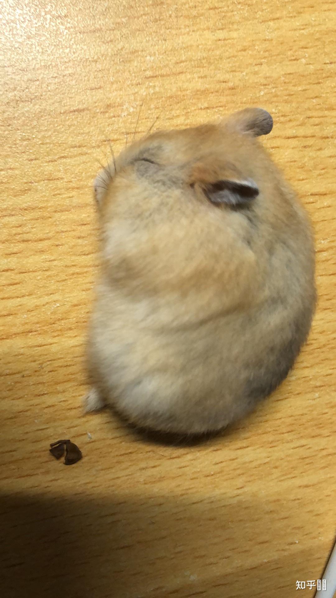 仓鼠布丁为什么毛色变黑变灰了