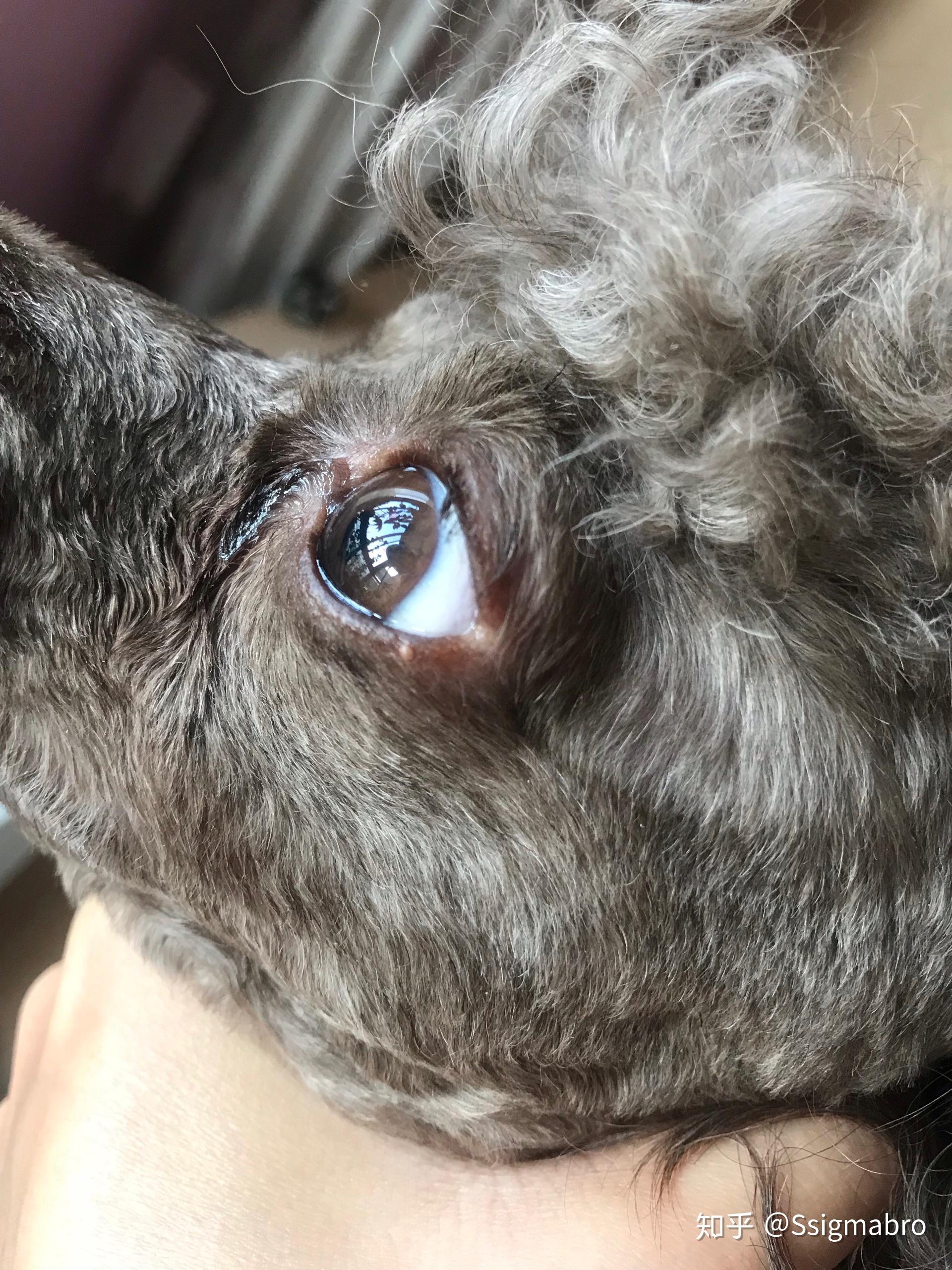 你好我家咖啡色泰迪眼睛为什么是灰色的呀?没事吧?