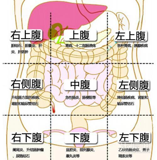 人体构造图标女性腹部图片