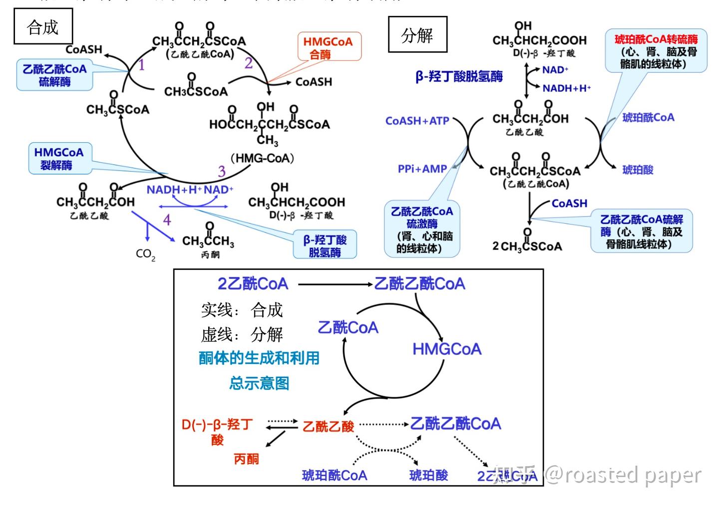 生化与分子生物学——代谢篇之脂质代谢 - 知乎