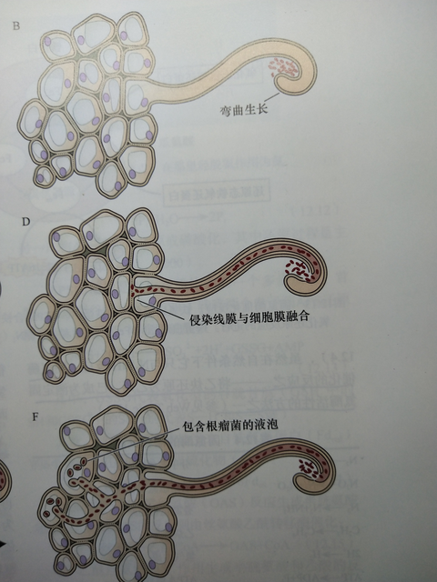 根瘤菌