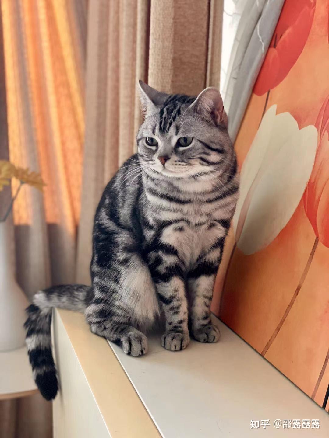 美国短毛猫(美短)品相如何看? - 知乎