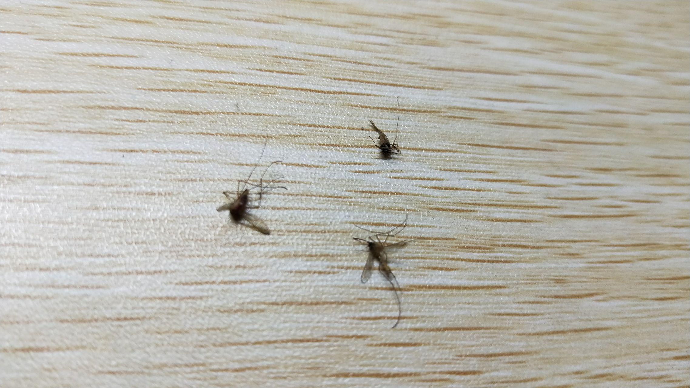 如何看待室友半夜起来抓蚊子