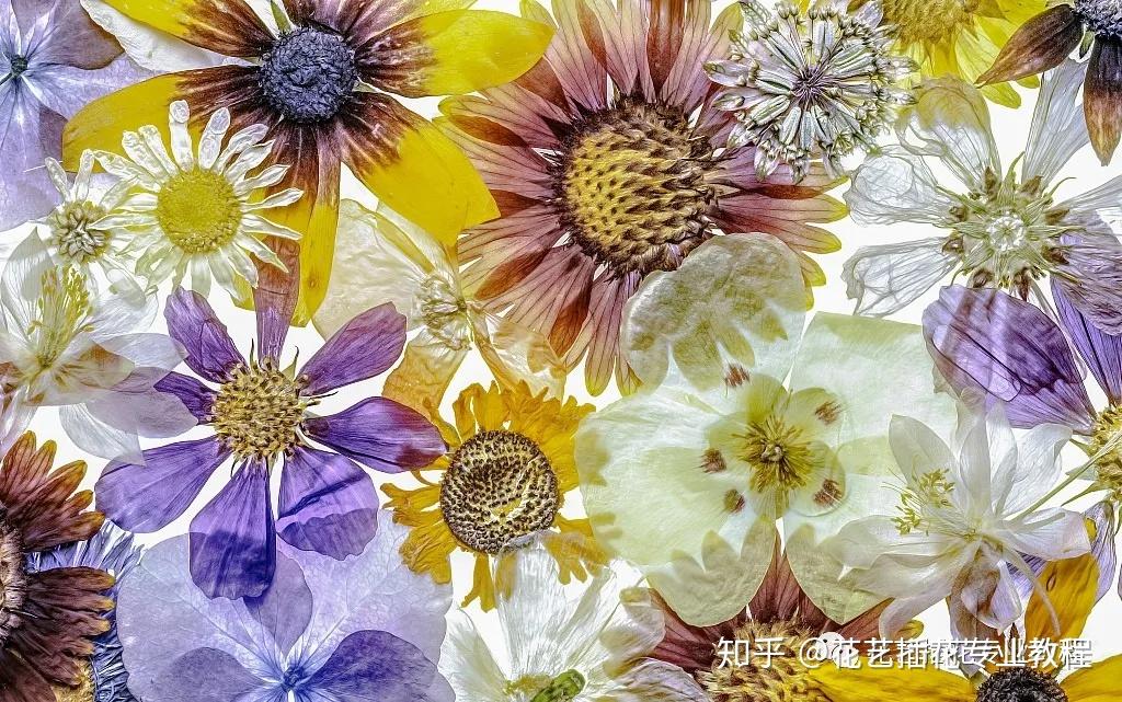花艺教程|3种方法,学会美妙的压花艺术 - 知乎