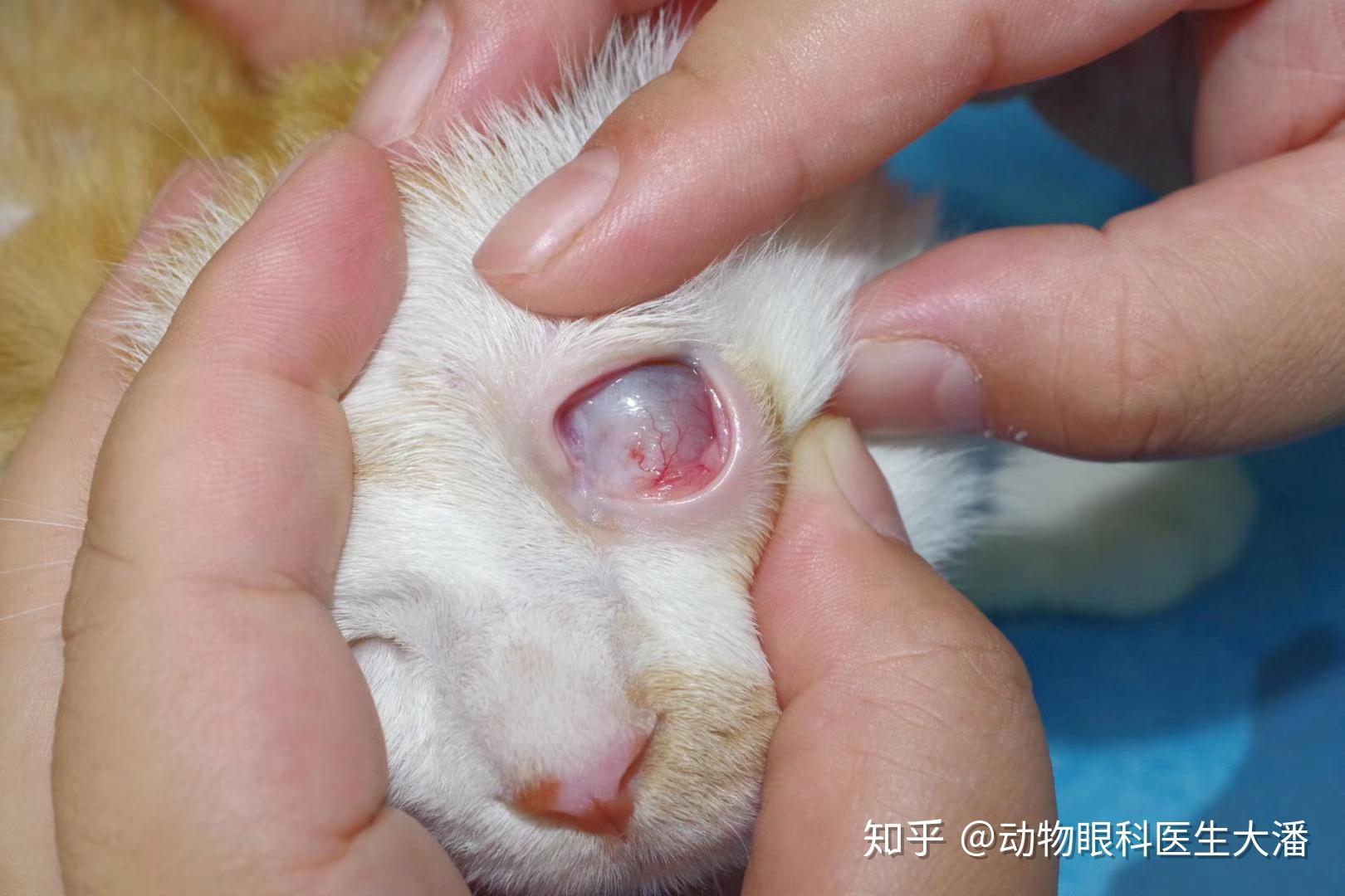 猫咪眼睛里面有个白色的膜而且总流眼泪这个怎么治啊求助求助