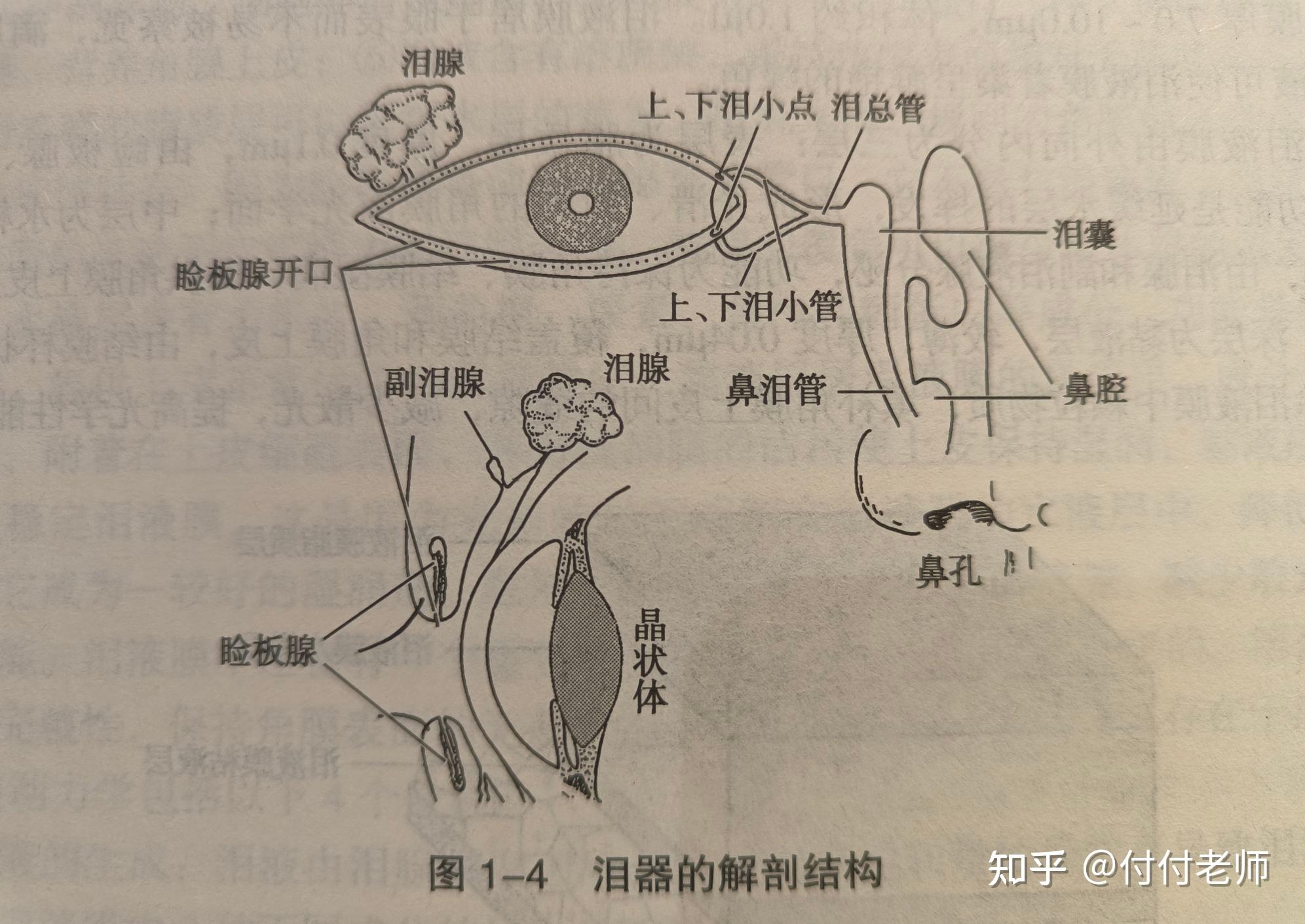 泪腺位置图图片